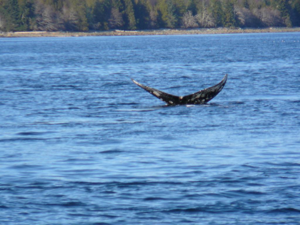 203 At Water'S Edge Lejlighed Ucluelet Værelse billede