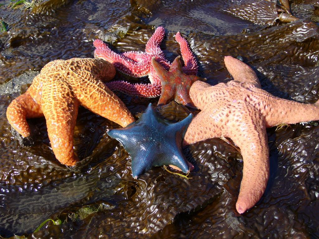 203 At Water'S Edge Lejlighed Ucluelet Værelse billede